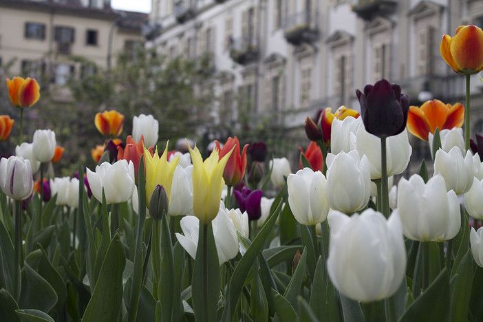 Messer Tulipano: oltre 3 mila bulbi piantati in piazza Emanuele Filiberto
