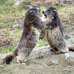 Il caldo influenza la voglia di giocare delle marmotte del Parco Il caldo influenza la voglia di giocare delle marmotte del Parco