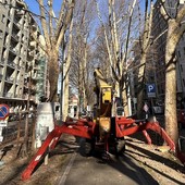 Potati i platani di corso Montegrappa: “Tre verranno abbattuti a causa di un fungo”