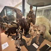 Dieci anni dopo la chiusura riapre il Museo di Scienze Naturali di Torino: “Valorizziamo un patrimonio unico”