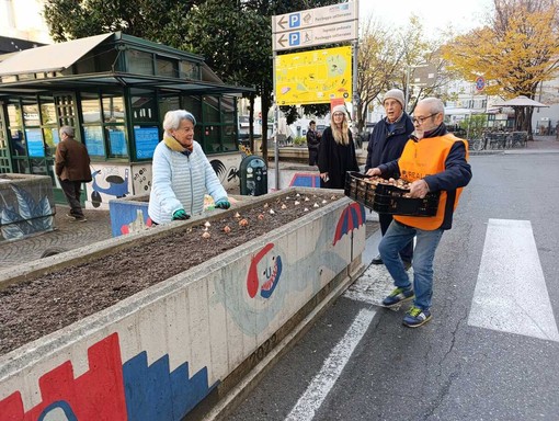 Messer Tulipano nel centro di Torino Messer Tulipano nel centro di Torino