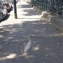 Marciapiedi e dossi, in estate via agli interventi in Circoscrizione 5