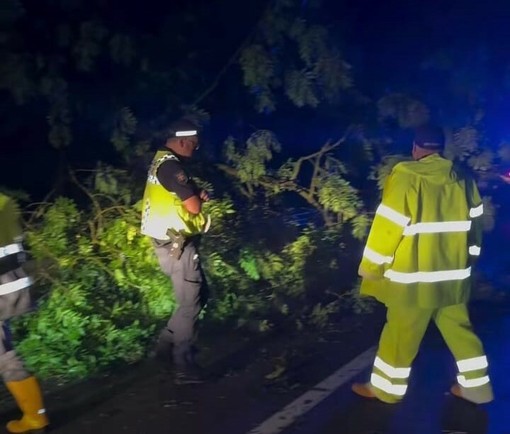 Alberi abbattuti, cassonetti rovesciati: il maltempo presenta il conto a Nichelino Alberi abbattuti, cassonetti rovesciati: il maltempo presenta il conto a Nichelino