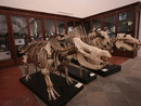 Una immagine del Museo Regionale di Scienze Naturali