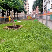 Nuove idee per le aiuole del giardino Alimonda