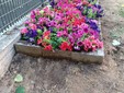 Nuove idee per le aiuole del giardino Alimonda