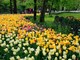 Messer Tulipano celebra 25 anni: colori, storia e tradizione a Pralormo