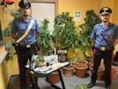 La marijuana sequestrata dai carabinieri all'interno dell'abitazione di Chieri La marijuana sequestrata dai carabinieri all'interno dell'abitazione di Chieri