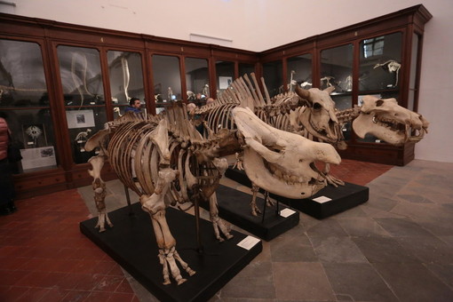 Una immagine del Museo Regionale di Scienze Naturali
