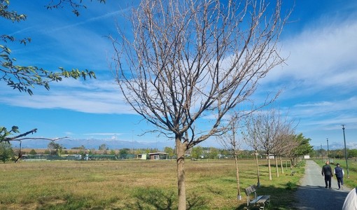 Morte sospetta dei gelsi ai Laghetti di Falchera: scattano le analisi Morte sospetta dei gelsi ai Laghetti di Falchera: scattano le analisi