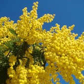 Le mimose, simbolo floreale dell'8 marzo