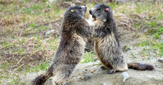 Il caldo influenza la voglia di giocare delle marmotte del Parco Il caldo influenza la voglia di giocare delle marmotte del Parco