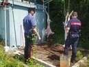 A Caselle scoperto macello clandestino in occasione della festa musulmana del sacrificio