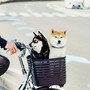 Preparare il cane per i viaggi: consigli per salute e sicurezza
