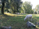 Torino, mucche in città: al Meisino sono 55 per “tagliare l’erba” (FOTO)