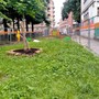 Nuove idee per le aiuole del giardino Alimonda