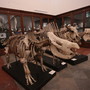 Una immagine del Museo Regionale di Scienze Naturali