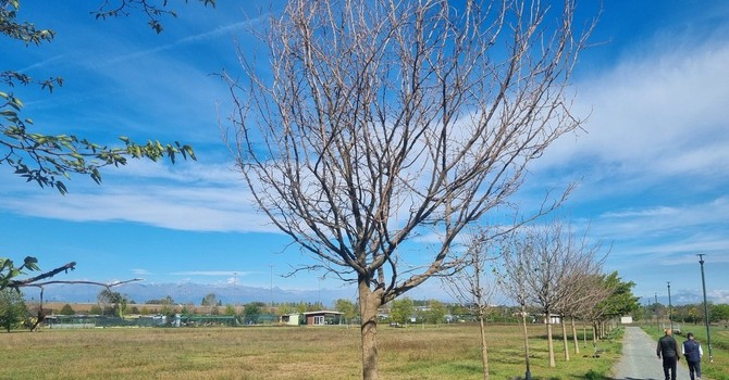 Morte sospetta dei gelsi ai Laghetti di Falchera: scattano le analisi Morte sospetta dei gelsi ai Laghetti di Falchera: scattano le analisi