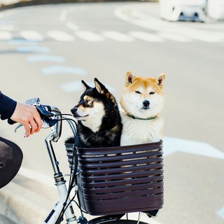 Preparare il cane per i viaggi: consigli per salute e sicurezza