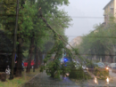 Un albero si spezza in Corso Belgio, 120 interventi per il maltempo