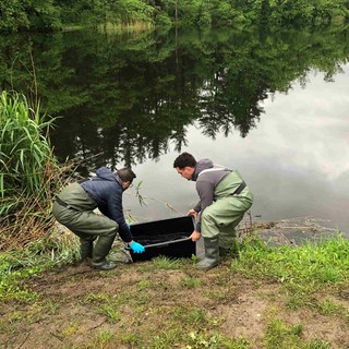Ivrea, nel lago Campagna si monitora la situazione del pesce siluro