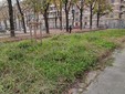 Nuove idee per le aiuole del giardino Alimonda