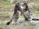 Il caldo influenza la voglia di giocare delle marmotte del Parco Il caldo influenza la voglia di giocare delle marmotte del Parco