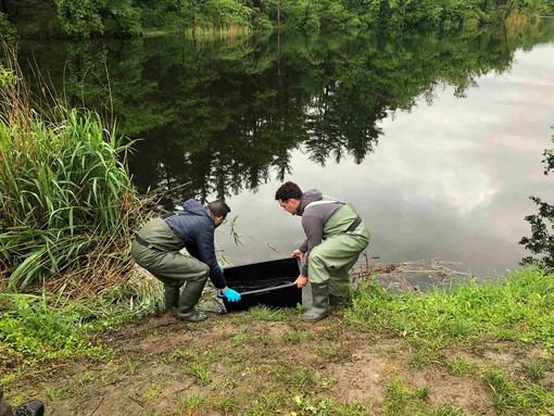 Ivrea, nel lago Campagna si monitora la situazione del pesce siluro