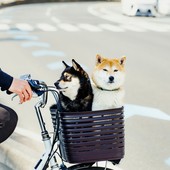 Preparare il cane per i viaggi: consigli per salute e sicurezza