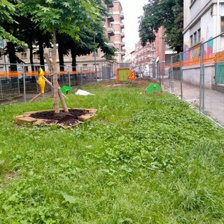 Nuove idee per le aiuole del giardino Alimonda