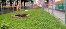 Nuove idee per le aiuole del giardino Alimonda