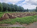 Moncalieri sempre più città del verde: piantumati duemila nuovi alberi
