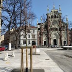 Nuovi tigli in piazza Benefica