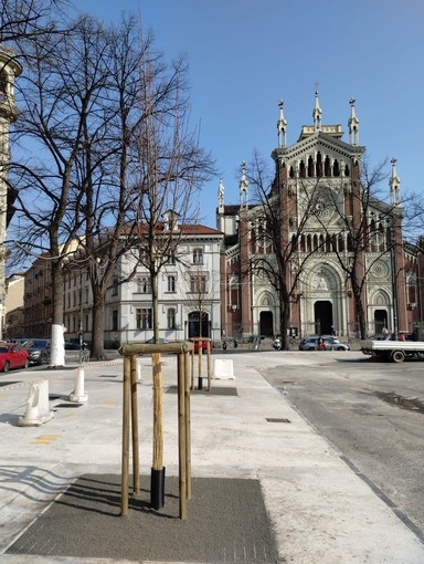 Nuovi tigli in piazza Benefica