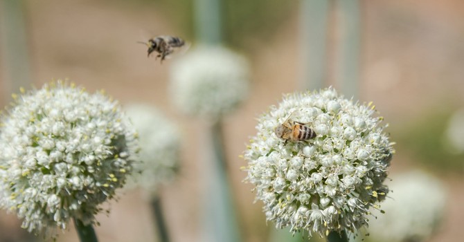 A San Salvario un'oasi verde con piante, fiori e meno asfalto: al via i lavori