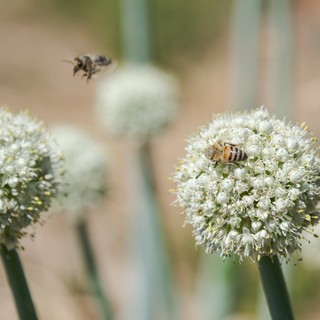 A San Salvario un'oasi verde con piante, fiori e meno asfalto: al via i lavori