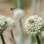 A San Salvario un'oasi verde con piante, fiori e meno asfalto: al via i lavori A San Salvario un'oasi verde con piante, fiori e meno asfalto: al via i lavori