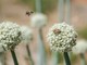 A San Salvario un'oasi verde con piante, fiori e meno asfalto: al via i lavori
