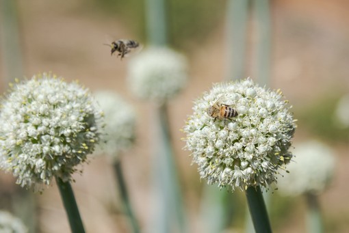 A San Salvario un'oasi verde con piante, fiori e meno asfalto: al via i lavori A San Salvario un'oasi verde con piante, fiori e meno asfalto: al via i lavori