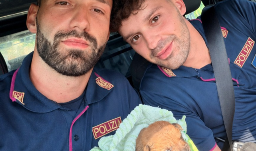 Intrappolato nelle condotte fognarie a soli dieci giorni di vita: salvato un cucciolo e ricongiunto alla madre