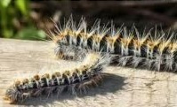 Allarme processionaria a Nichelino, attenzione per bambini e cani