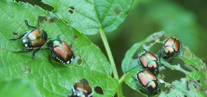 Popillia japonica, l'allarme di Avetta (PD): "Le trappole sono poche, serve un piano straordinario"