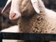 Agricoltore di Chieri denunciato per maltrattamento di animali: trasportava sei pecore in auto