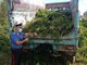 A Pralormo non tulipani, ma piante di marijuana: i carabinieri scoprono una piantagione in un bosco [VIDEO]