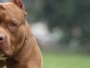 Due pitbull aggrediscono una cagnolina e i suoi padroni: attimi di paura a Moncalieri