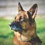 Cane Astro finito nel processo come un’arma, OIPA: “Responsabilità umana, il cane vittima di una gestione delinquente” Cane Astro finito nel processo come un’arma, OIPA: “Responsabilità umana, il cane vittima di una gestione delinquente”