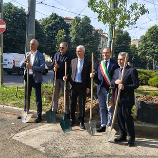 Nuovi alberi piantumati a Torino