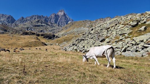 Emergenza erba per i pascoli in altura della provincia di Torino