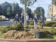 Nuovi alberi piantumati a Torino Nuovi alberi piantumati a Torino