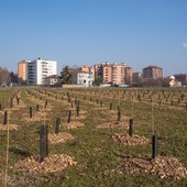 Selva Urbana e Compagnia di San Paolo per l’ambiente: 500 nuovi alberi per aiutare il verde di Torino